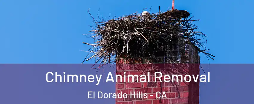 Chimney Animal Removal El Dorado Hills - CA