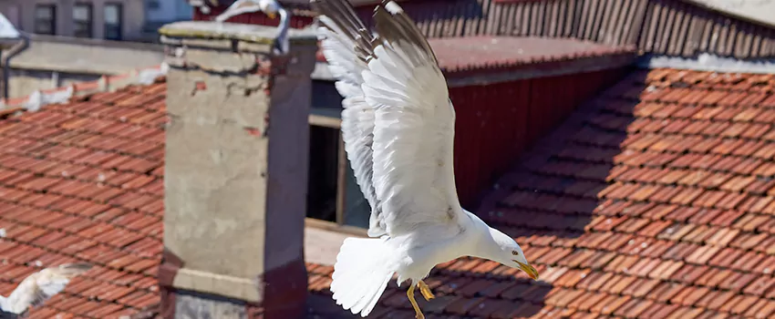 Residential Chimney Animal Removal Solution in El Dorado Hills, CA