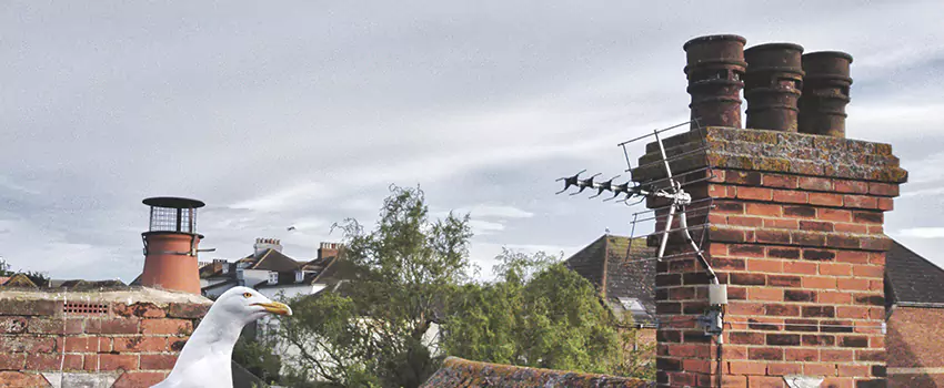 Chimney Cleaning And Restoration in El Dorado Hills, California